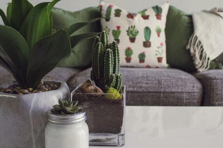 Indoor Plants - Photo of Plants on the Table