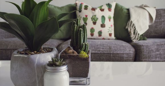 Indoor Plants - Photo of Plants on the Table