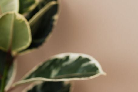 Minimalist Design - Ceramic coffee cup on table next to ficus plant