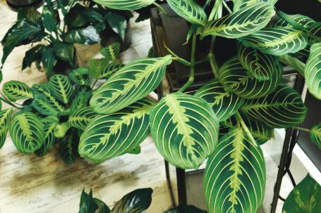 Indoor Plants - Photo of Potted Houseplants