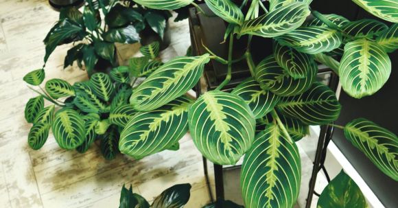 Indoor Plants - Photo of Potted Houseplants