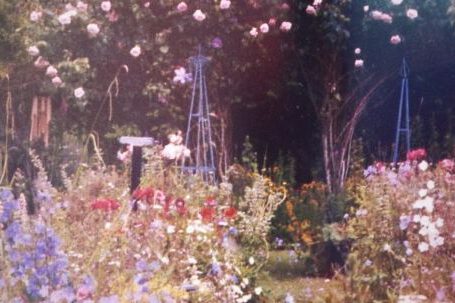 Backyard Landscape - Beautiful Garden With Blooming Flowers