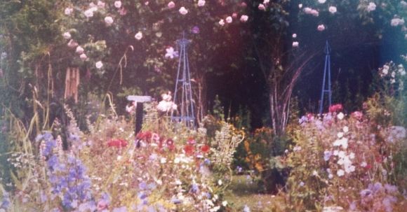 Backyard Landscape - Beautiful Garden With Blooming Flowers