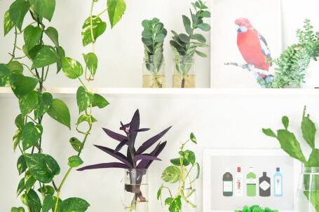 Indoor Plants - Plants in Vases