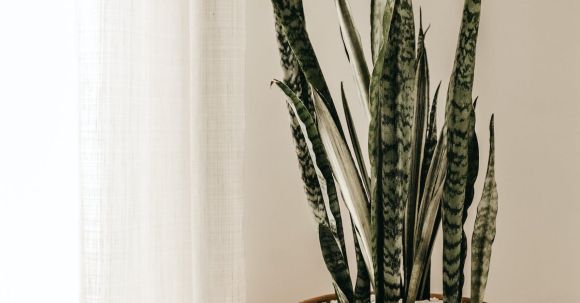 Indoor Plants - Green Plants