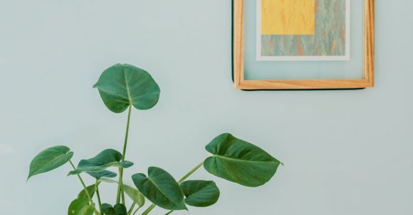 Indoor Plants - Orbicular Plant on Desk