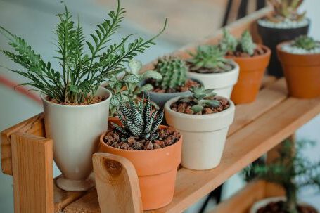 Indoor Plants - Green Indoor Potted Plant Lot