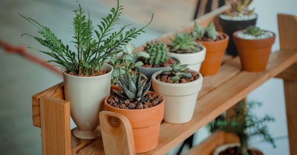 Indoor Plants - Green Indoor Potted Plant Lot