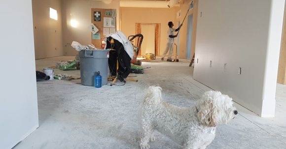 Home Remodeling - Close-up Photography of White Poodle